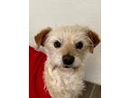 Adopt Migi a Cairn Terrier, Poodle