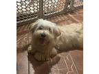 Rex Havanese Young Male