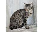 Kristoff Domestic Shorthair Kitten Male