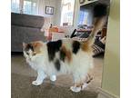 Bella Mae Domestic Longhair Senior Female