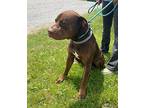 HOSS Mastiff Adult Male