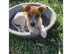Tank Jack Russell Terrier Puppy Male