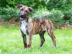 PUPPY JOHNEY CASH Black Mouth Cur Puppy Male