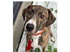 Penny Hound (Unknown Type) Adult Female