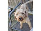 Freddie Poodle (Miniature) Adult Male