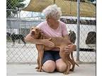 Toffee Rat Terrier Adult Male