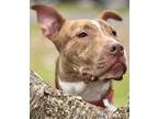It’s Five O’clock Somewhere Bull Terrier Young Male