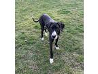 Daisy (Courtesy Post) Great Dane Adult Female