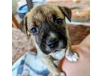 Vega Labrador Retriever Puppy Male