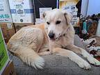 Barley Labrador Retriever Adult Male