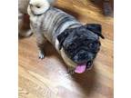2024 - 2006 Chloe Pug Adult Female