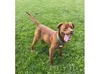 CHEWY American Pit Bull Terrier Adult Male