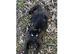 Adopt Xander a Domestic Short Hair