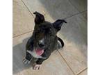 Stitch Boxer Puppy Male