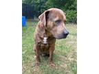 Lug Nut(HW+) Labrador Retriever Adult Male