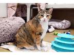 Puppy Domestic Shorthair Adult Female