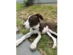 Phoenix Pointer Puppy Male
