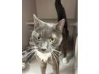 Buddy Domestic Shorthair Senior Male