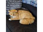 Tom - friendly & loving Maine Coon Adult Male