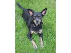 Jenna Miniature Pinscher Adult Female