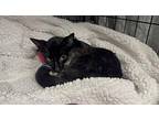Adeline Domestic Shorthair Young Female