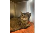 Barn Domestic Shorthair Young Female