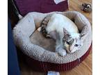 Margie - blue eyes! Siamese Young Female