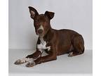 Breeze Mixed Breed (Medium) Puppy Female