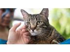 Adopt Theo (Theodore) a American Shorthair