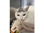 JJ- Petsmart Northborough Domestic Shorthair Young Female