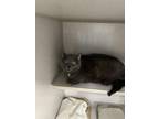 Jasmine (FKA Jackson) Russian Blue Senior Female