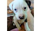 Sirius Labrador Retriever Puppy Male