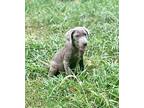 Grayson Weimaraner Puppy Male