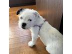 Snowball Shih Tzu Puppy Female