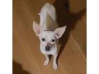 Simba Chihuahua Adult Male