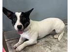 ROSEMARY Jack Russell Terrier Adult Female