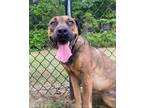 Winifred Retriever (Unknown Type) Adult Female