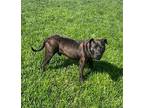 LYLE American Staffordshire Terrier Adult Male