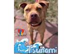 Tsunami Mixed Breed (Large) Puppy Male