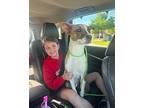 Aubrey Pasadena So Itty Bitty and Pettie! Greyhound Adult Female