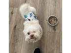 Sunny Shih Tzu Adult Male