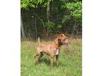 Squirrel (HW+) Feist Adult Male