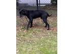 Waffle(HW+) Labrador Retriever Young Male