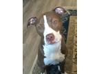Adopt Lexi a Brown/Chocolate American Staffordshire Terrier / Mixed Breed