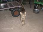 Adopt JUNIPER a Brown Tabby Oriental (medium coat) cat in KELLYVILLE