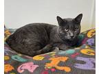 Adopt Sapphire a Gray or Blue Domestic Shorthair / Mixed Breed (Medium) / Mixed