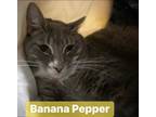 Adopt Banana Pepper a Gray, Blue or Silver Tabby Domestic Shorthair / Mixed