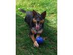 Adopt Tia a Tricolor (Tan/Brown & Black & White) Australian Cattle Dog / German
