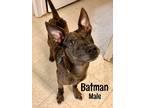 Adopt Batman a Tricolor (Tan/Brown & Black & White) Catahoula Leopard Dog /