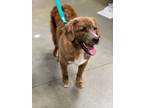 Adopt GIBBS a Basset Hound / Retriever (Unknown Type) / Mixed dog in Pembroke